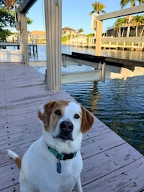 Our dog loved the dock!