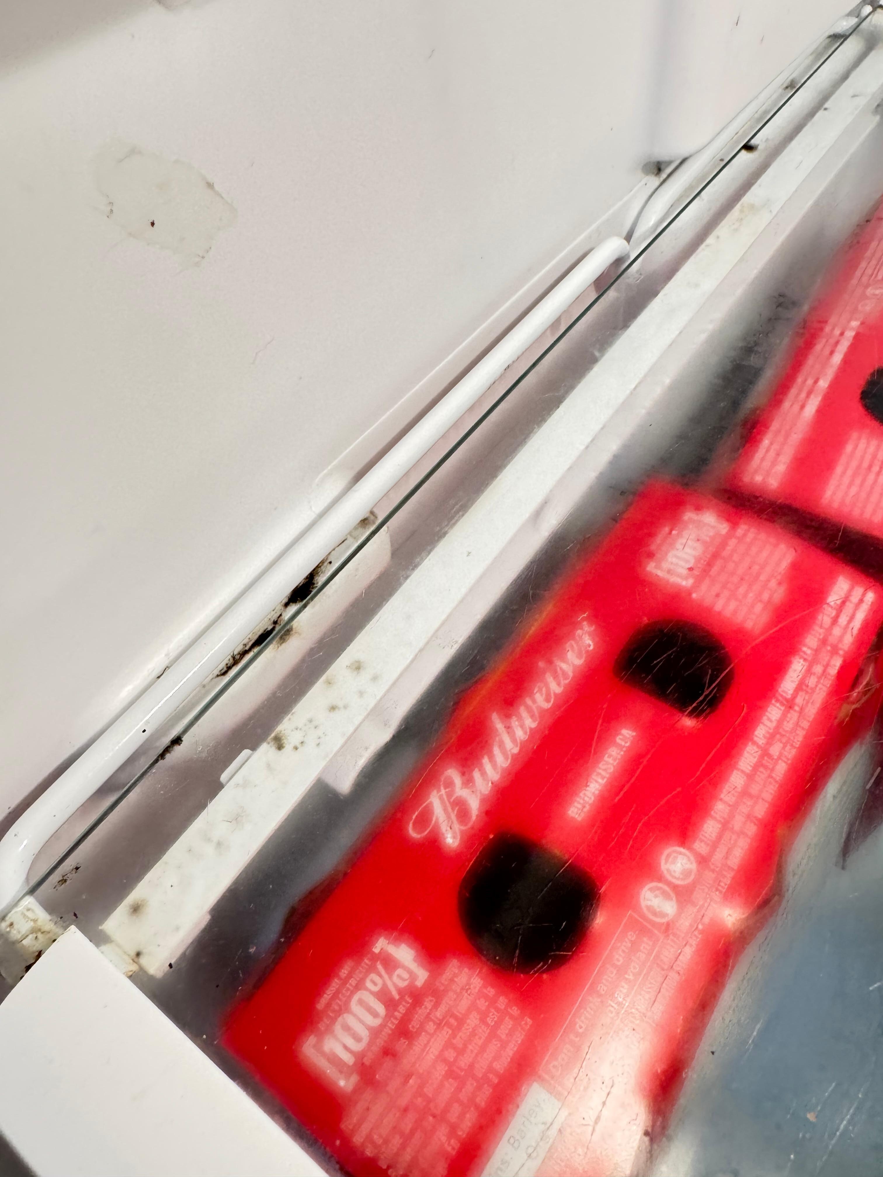 Inside the fridge, the freezer had mold too. 