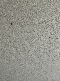 Bugs on the ceiling