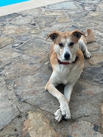 Buddy