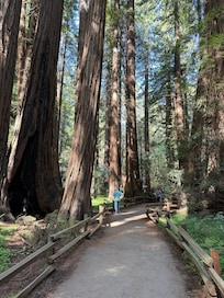 Muir Woods