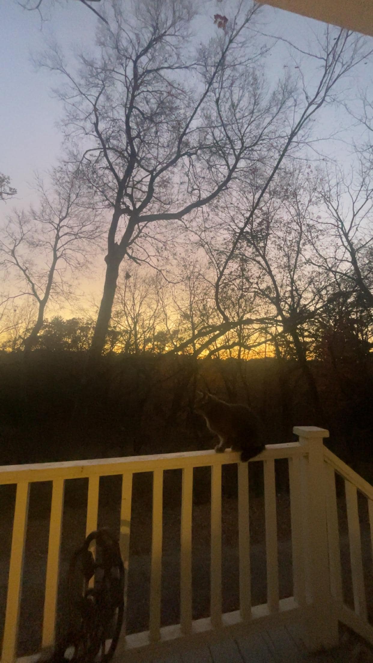 Sunset view with the property cat 