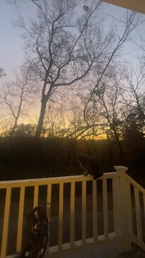 Sunset view with the property cat