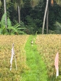 Looking onto the rice fields in the back of the hotel.
