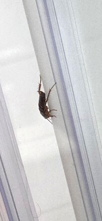 What bugs are these?