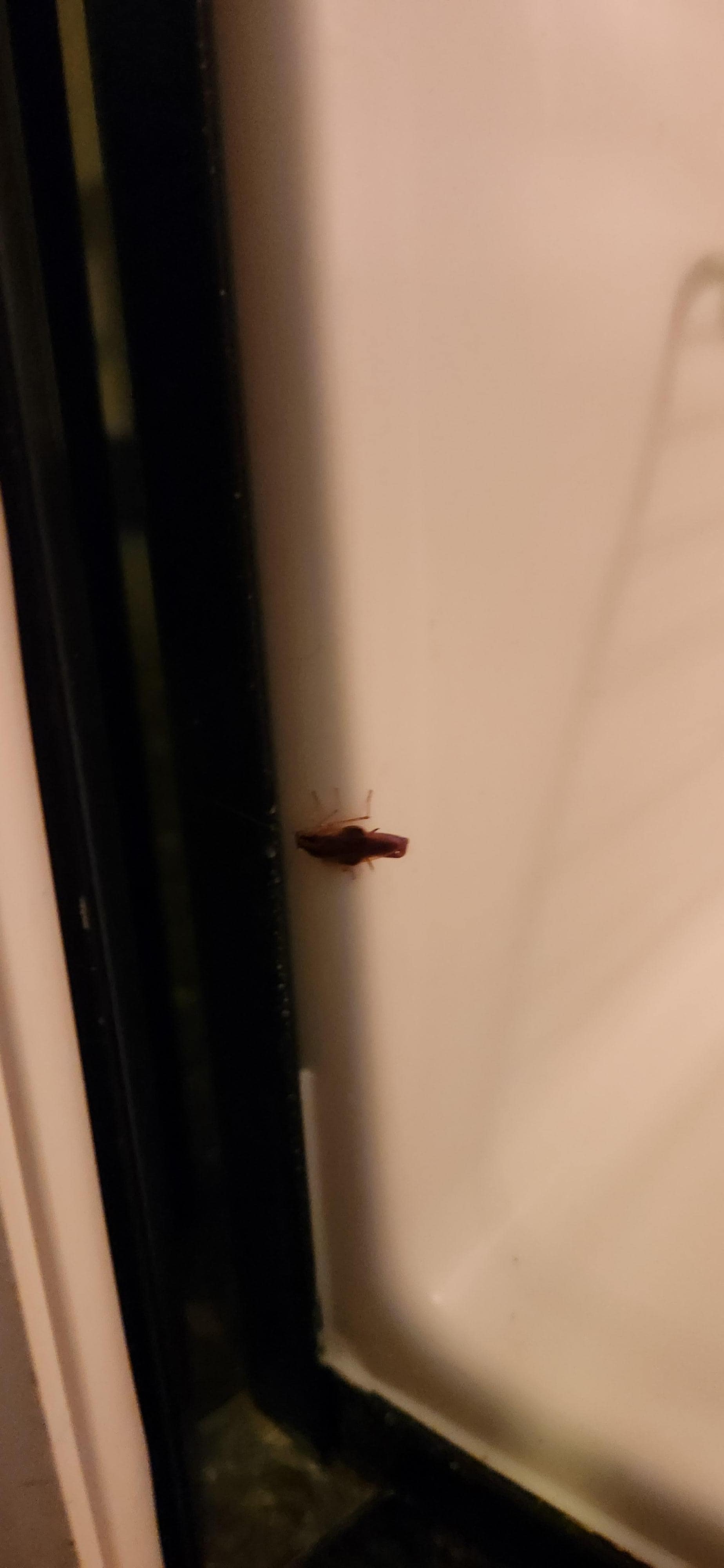 Cockroach in mini fridge
