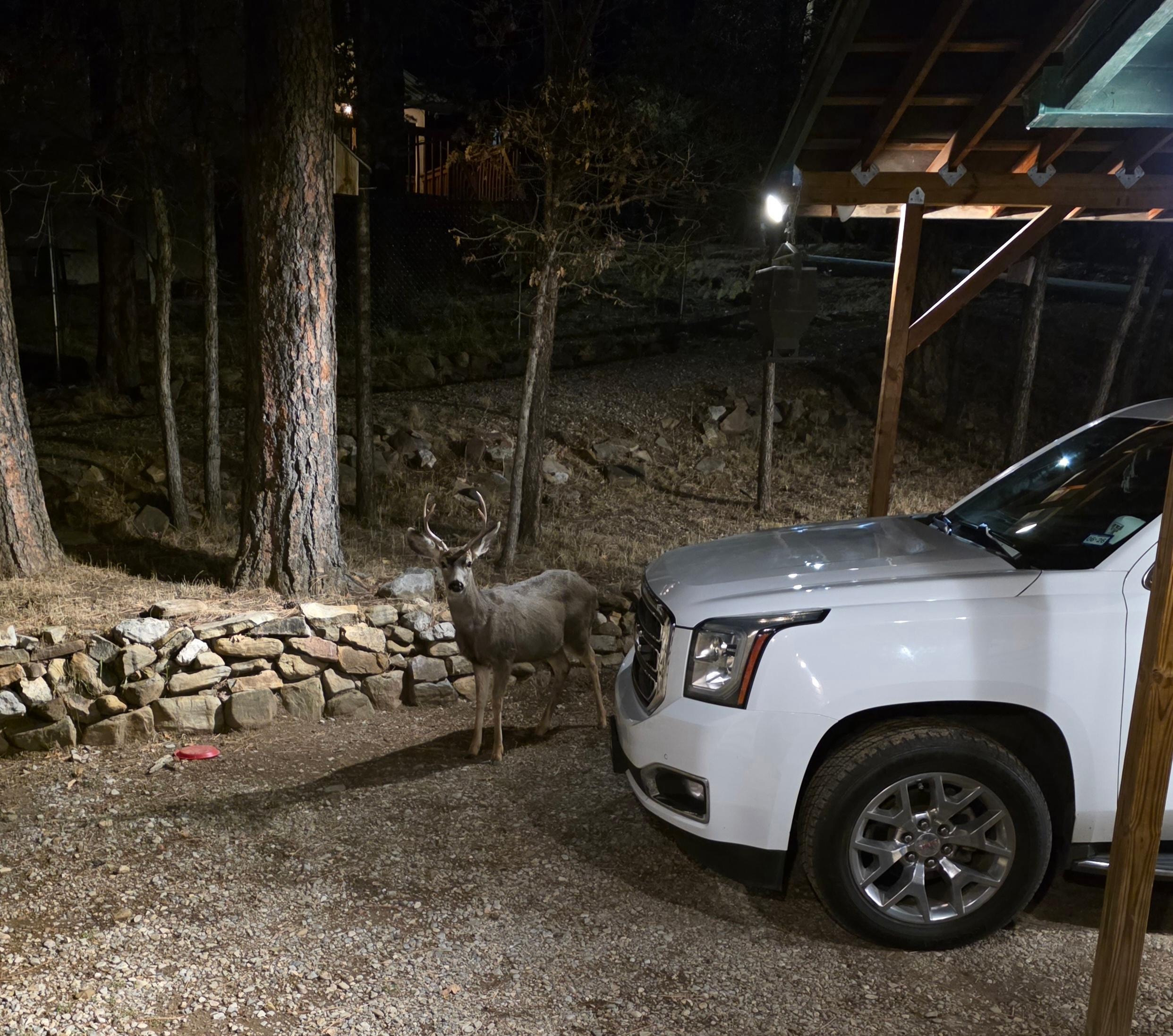 Visitor on the back porch 😎🦌
