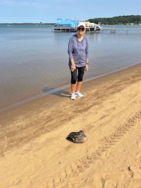 Cute turtle lays on the beach
