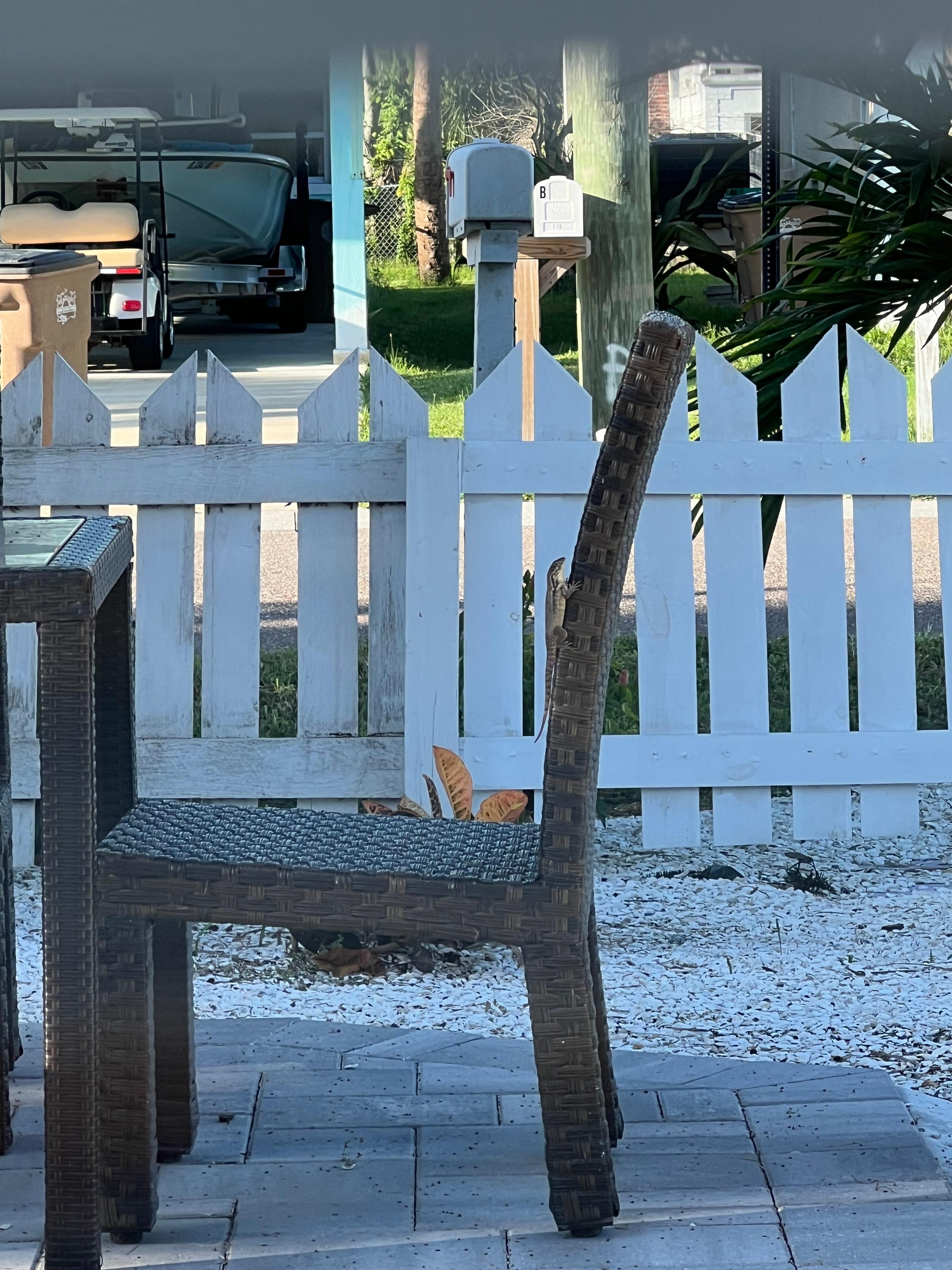 Lizard on chair outside the front window
