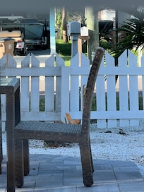 Lizard on chair outside the front window