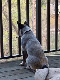 Our dog watching birds on the large deck
