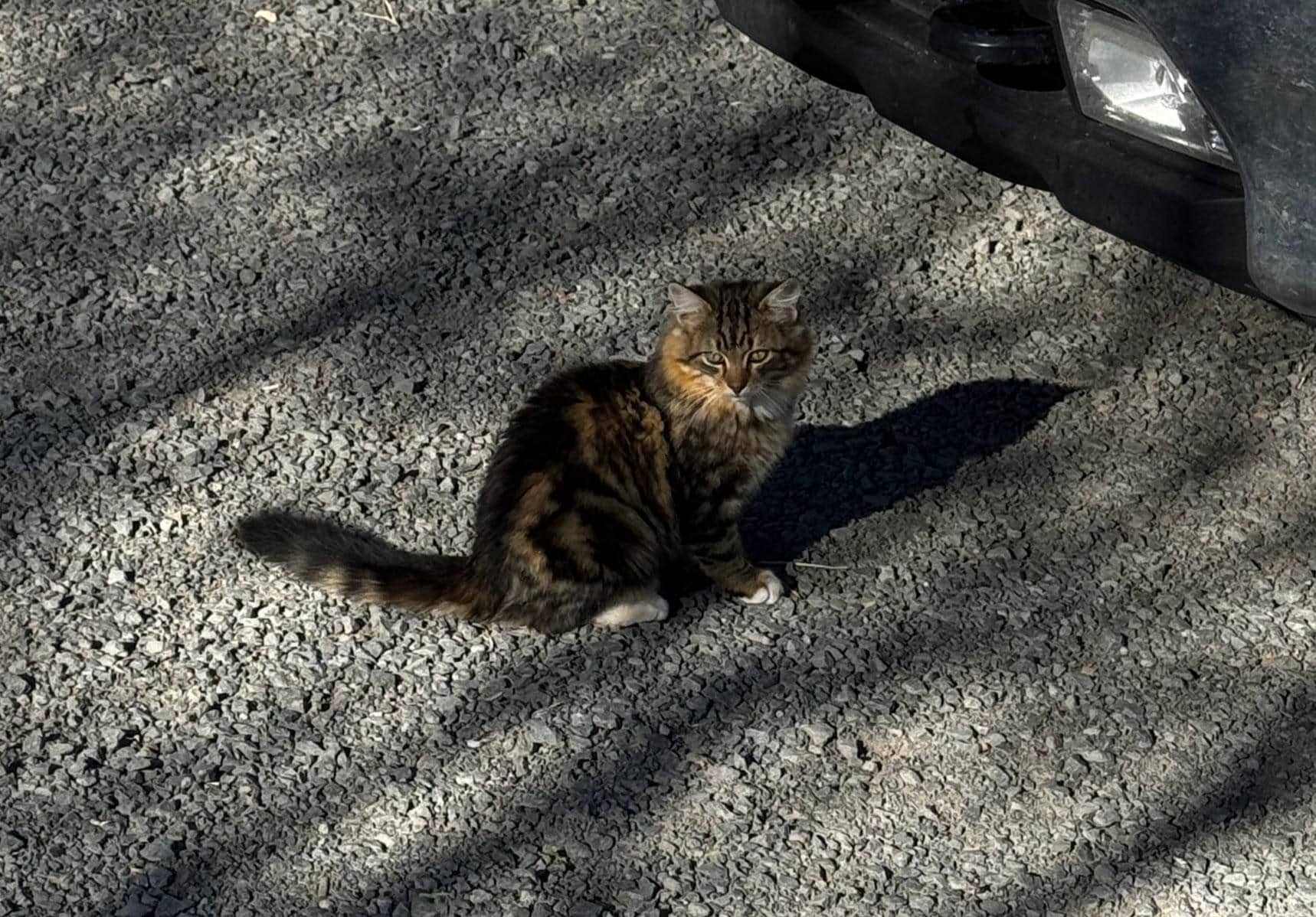 We sat and watched their crazy cats for like an hour :)