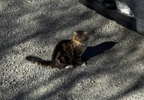 We sat and watched their crazy cats for like an hour :)