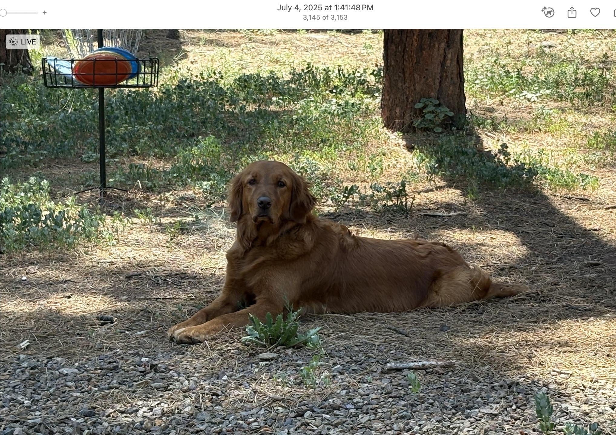 So content to be in the pines! 