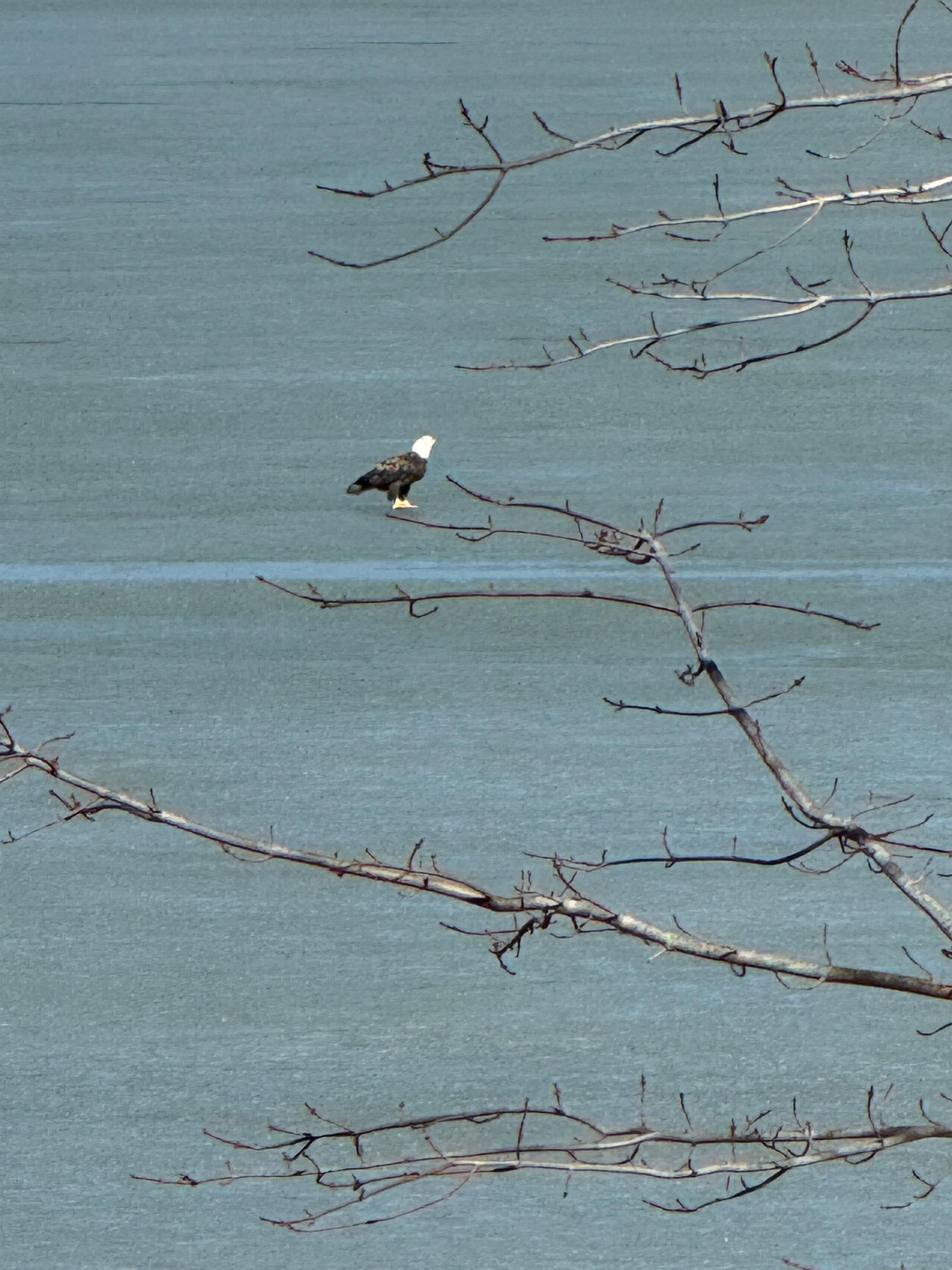 One of the many Eagles on Lake Logan