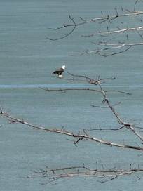 One of the many Eagles on Lake Logan