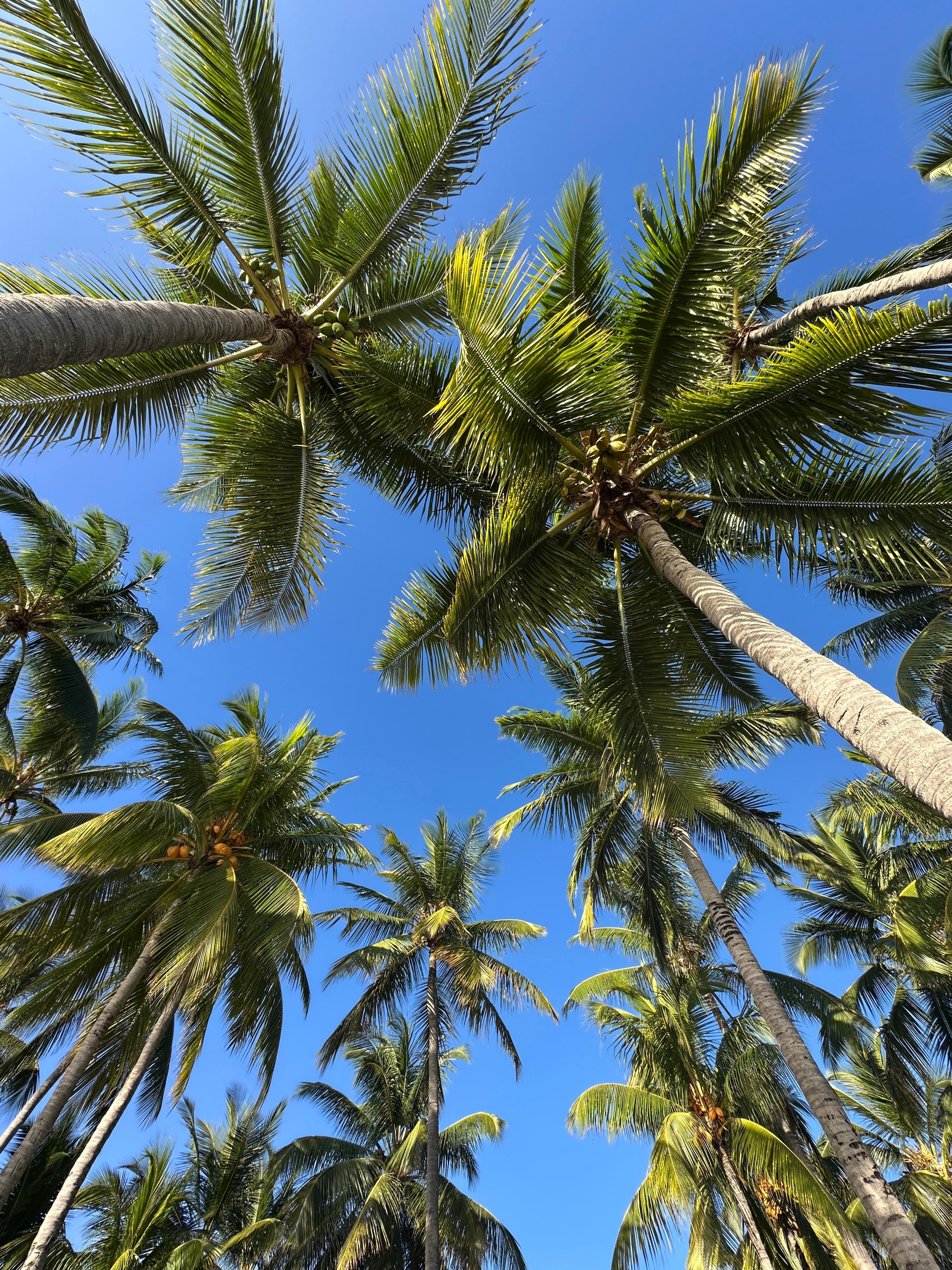 Coconut palms