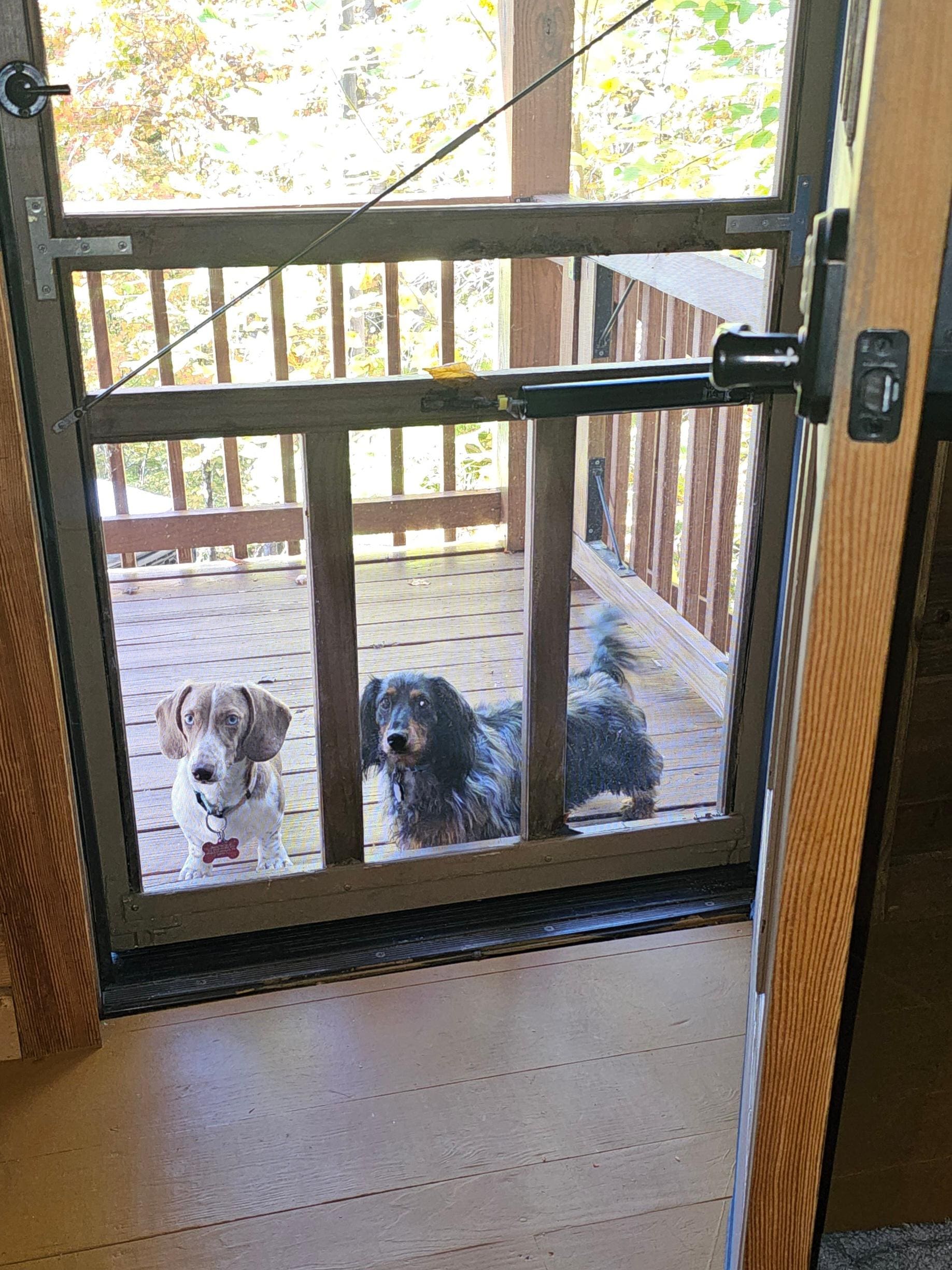 Jasper and Jango enjoyed the gated porch.