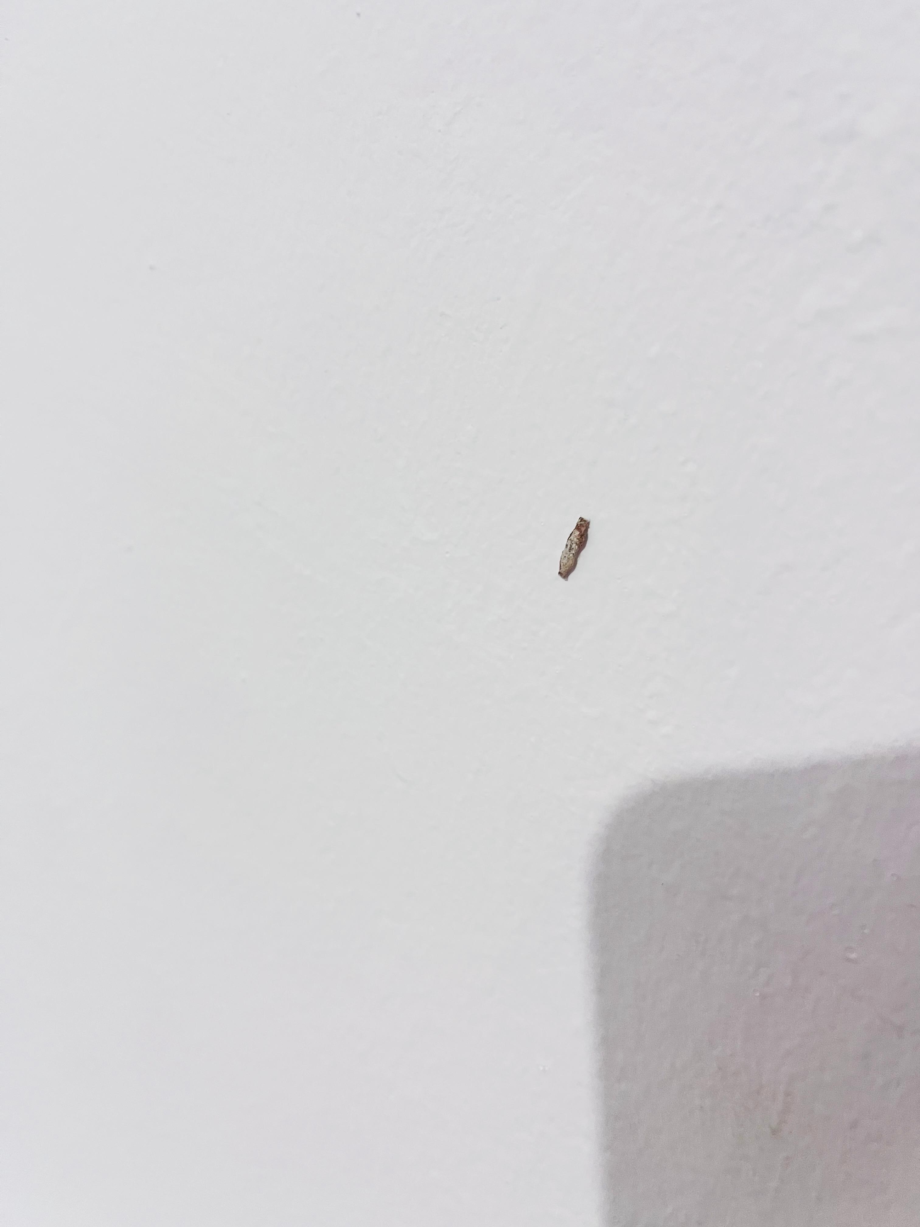 Traças em todo o quarto sem contar as muriçocas 