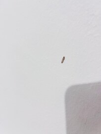 Traças em todo o quarto sem contar as muriçocas