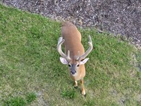 Sweet deer that comes up for treats!