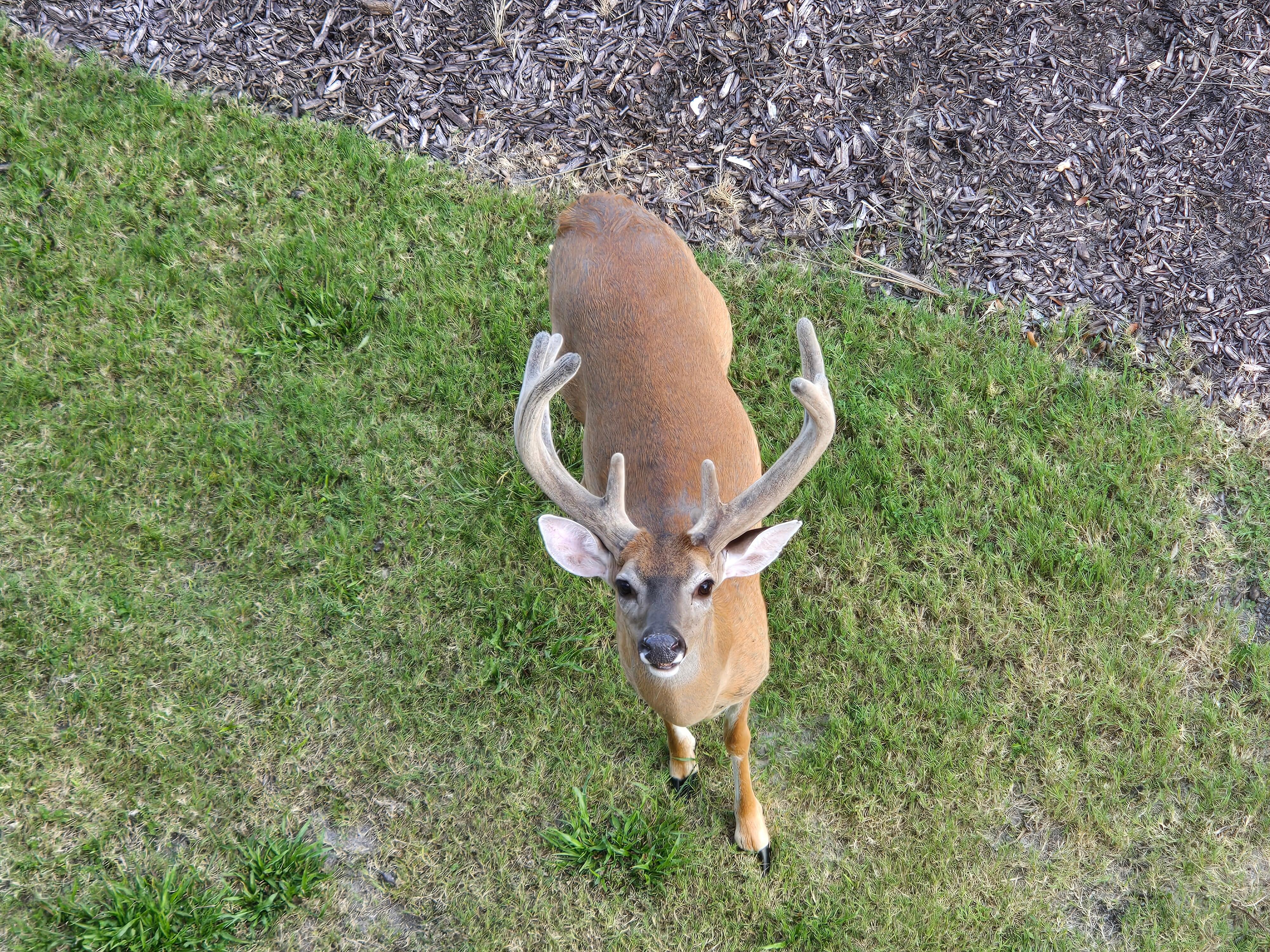 Sweet deer that comes up for treats!