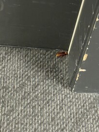 Cockroach