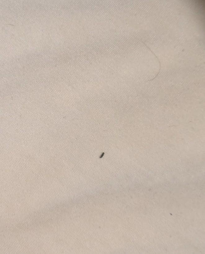 Bug on sheet and hair on sheet