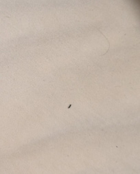 Bug on sheet and hair on sheet