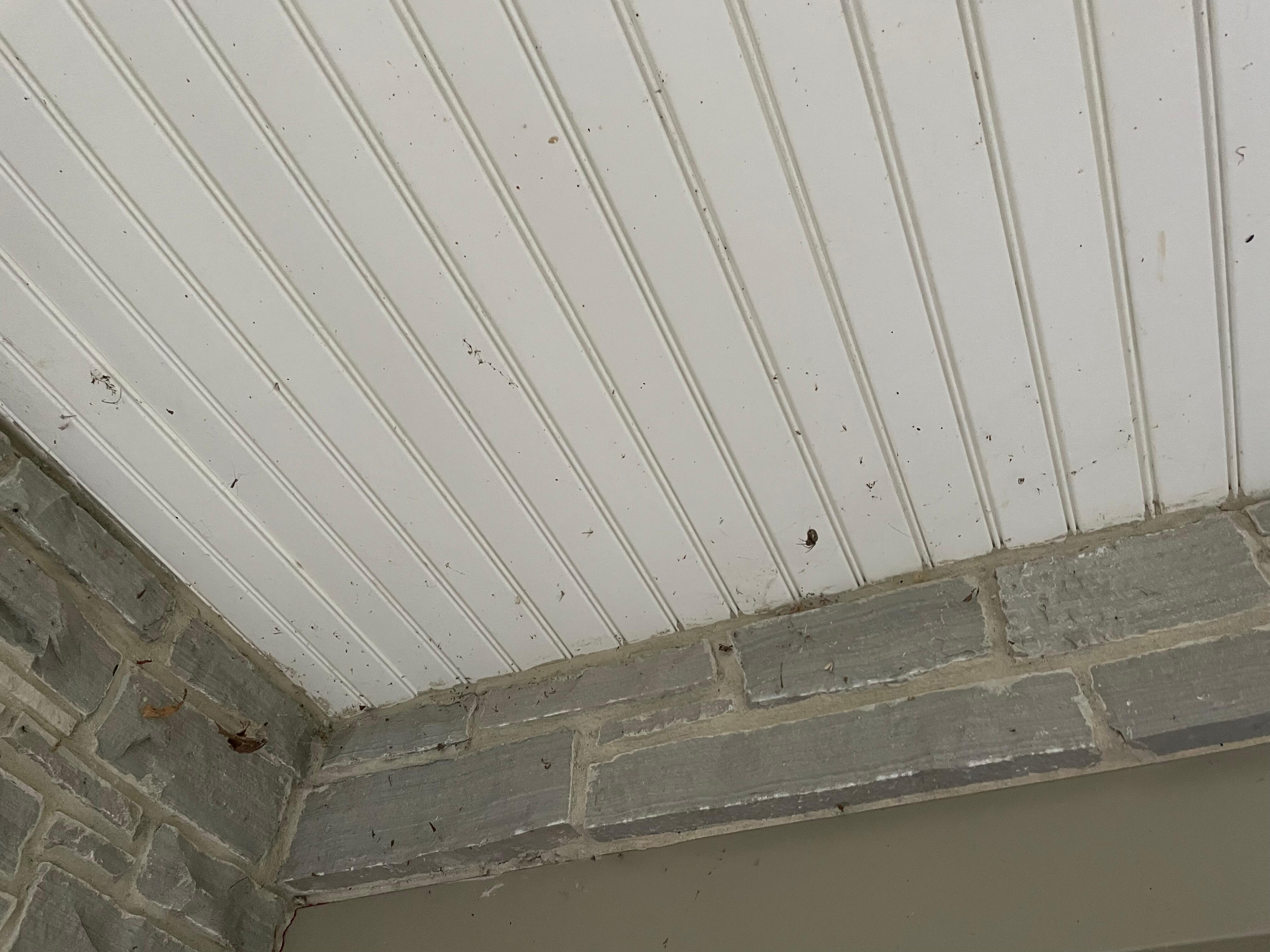 Cobwebs, dead bugs on all the balconies. 