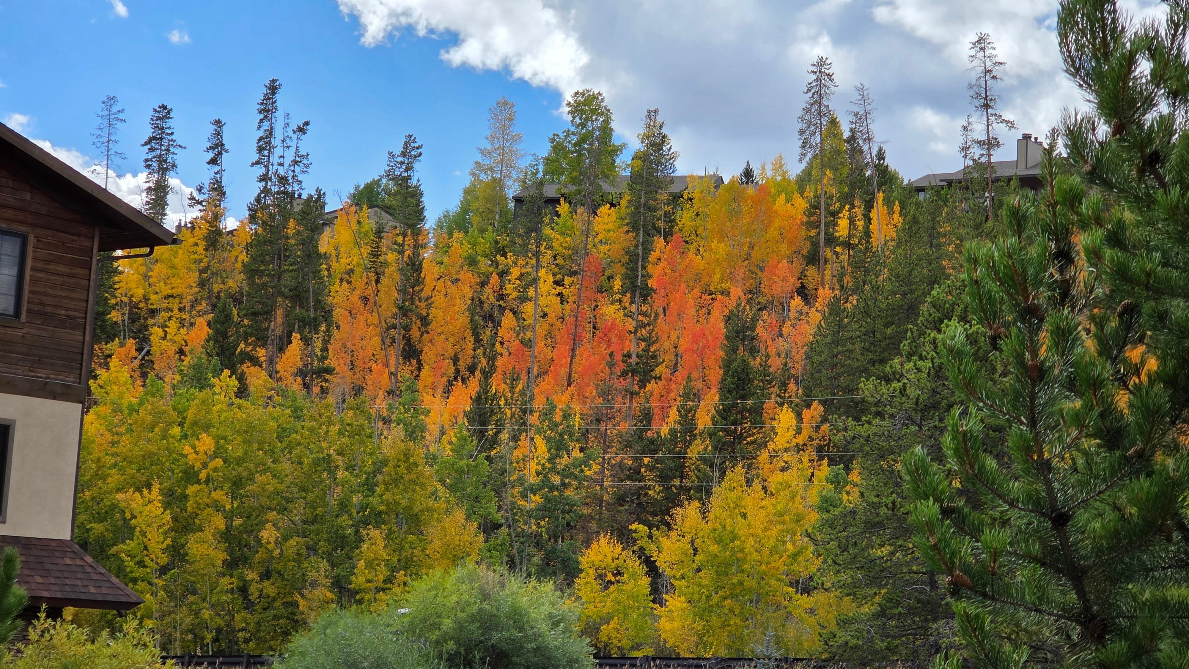 Fall color in Rocky Mountain National Park