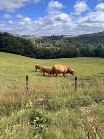 Highland cows.