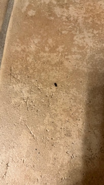 Mouse droppings on floor after first clean out of ceiling fan, but before we had to call to have cleaner come back.