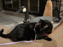 Pet friendly for Merlin