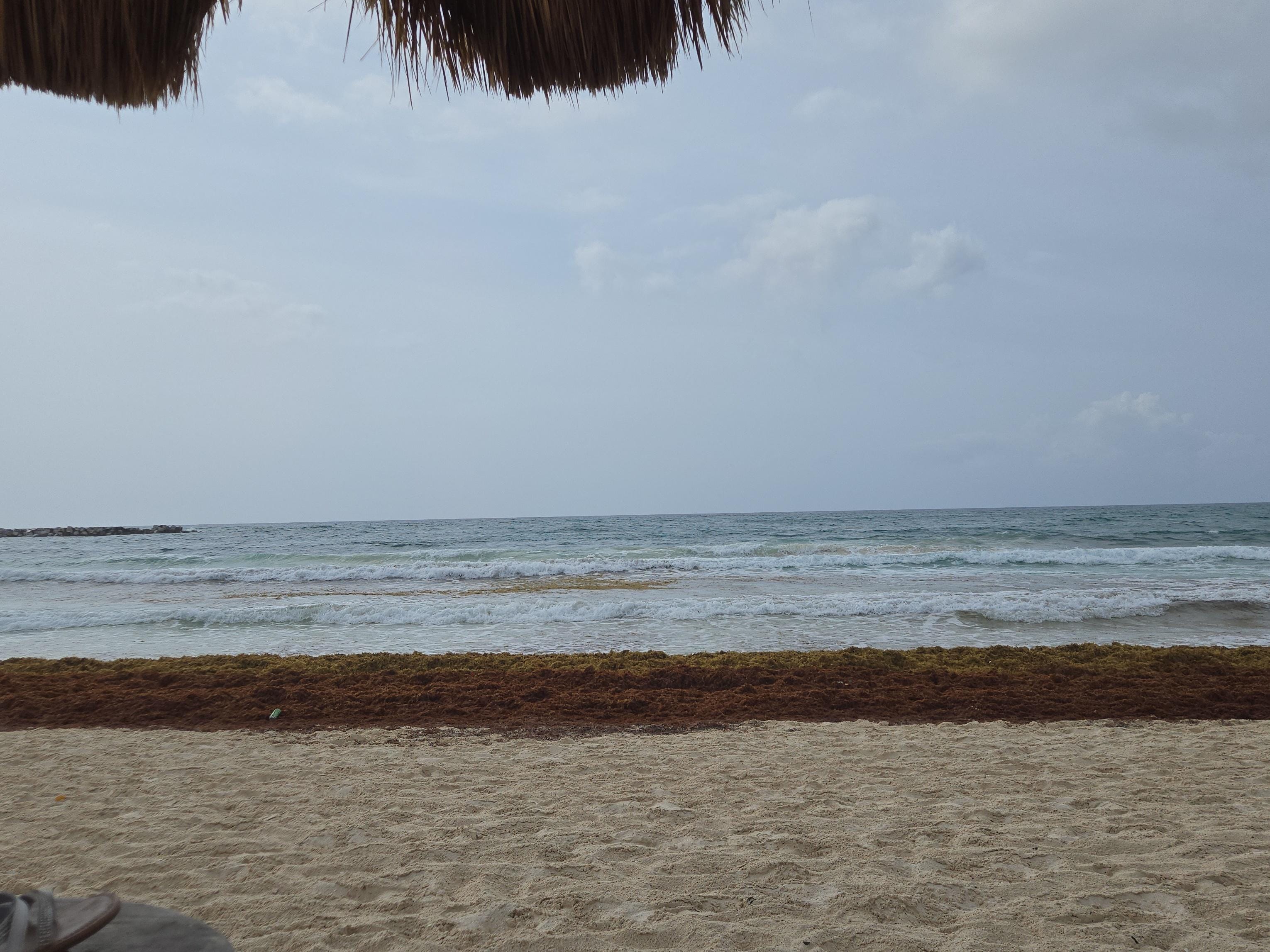 Everyday seaweed beach