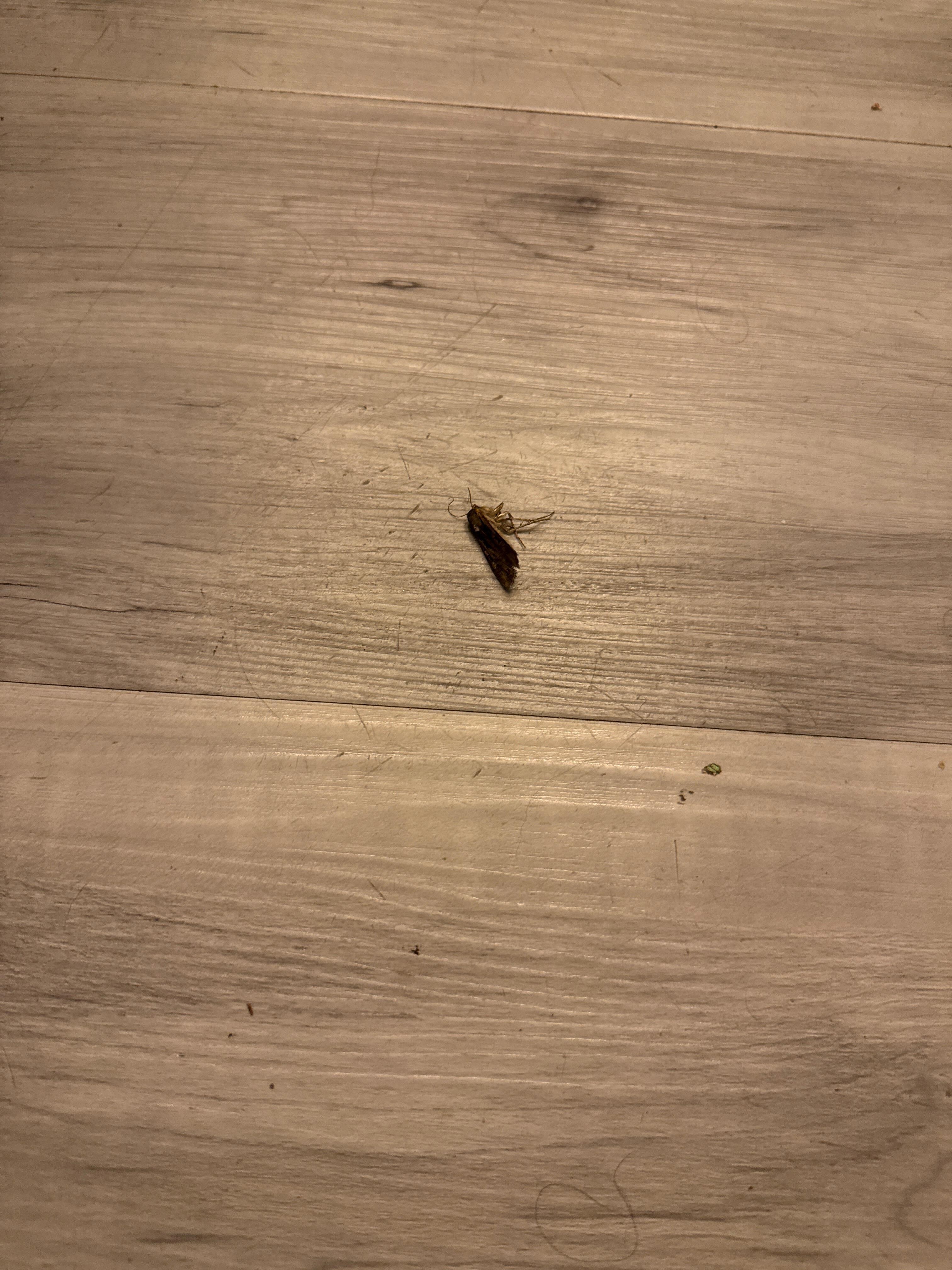 Bugs on the floor