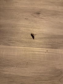 Bugs on the floor