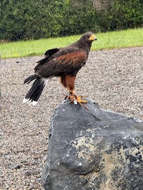 Raptor ceter