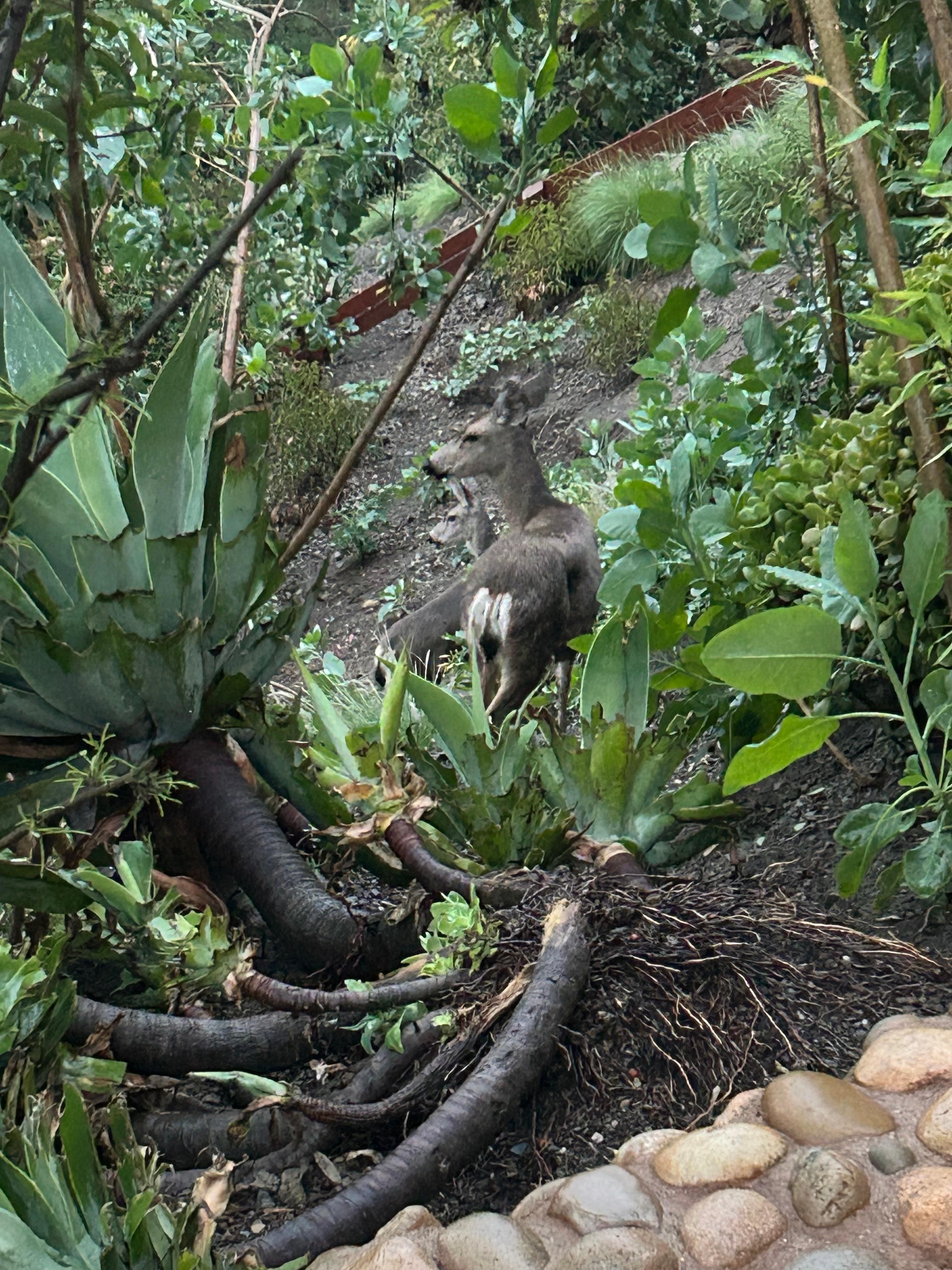 Daily visits from deer..