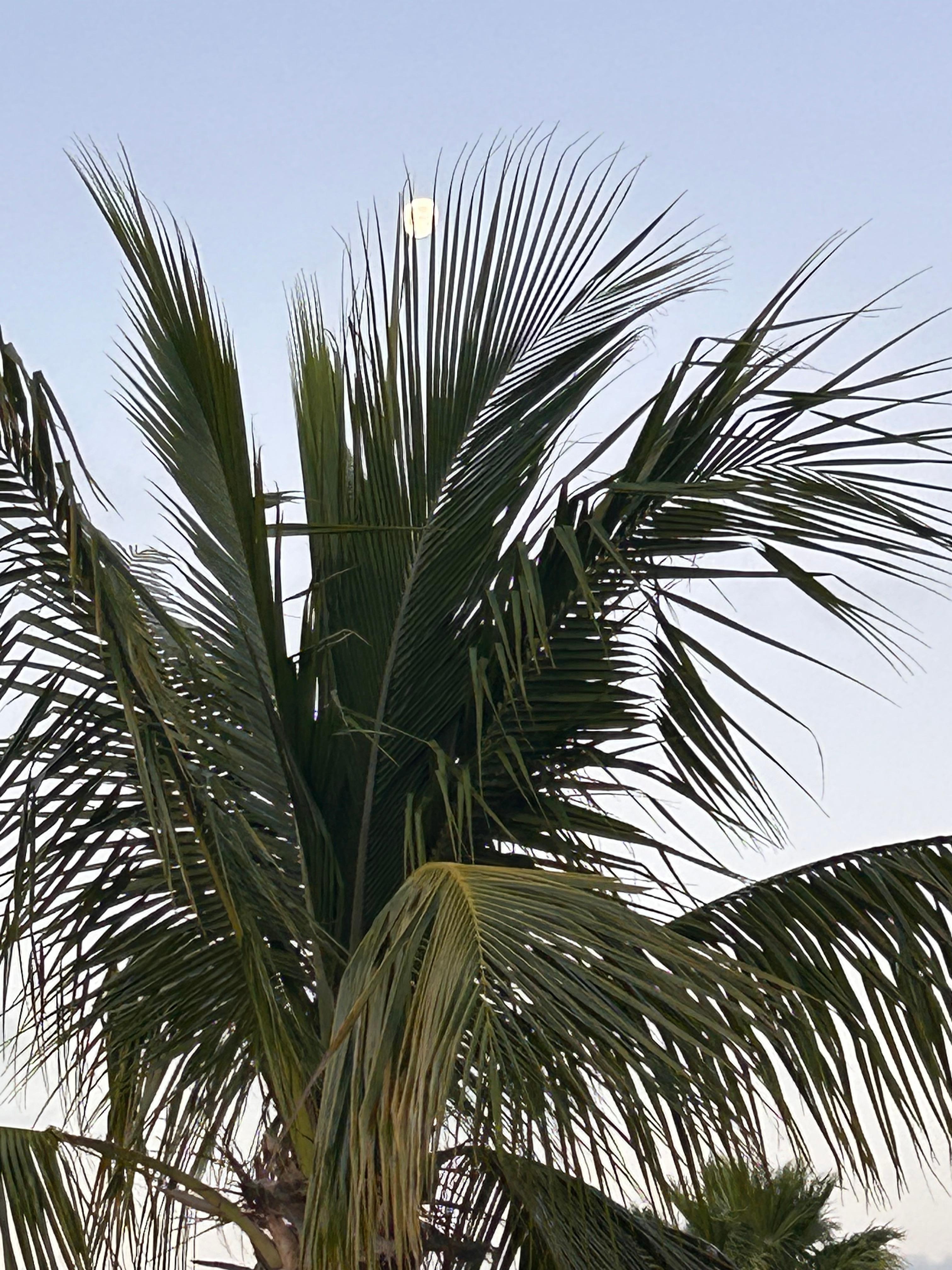 Moon behind palm tree 