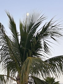 Moon behind palm tree