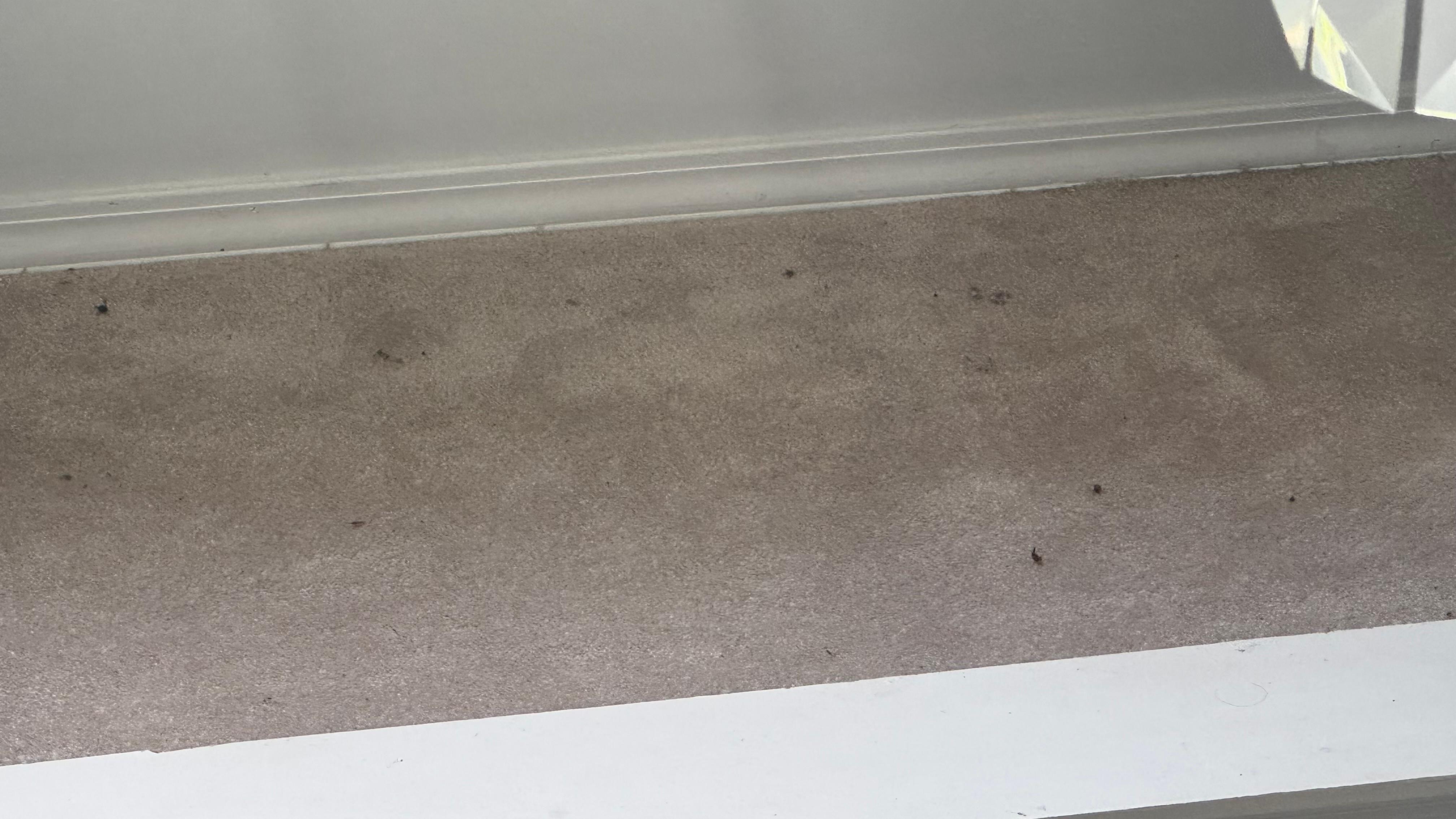 Bugs in living room
