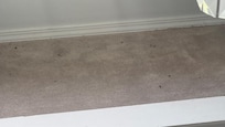 Bugs in living room