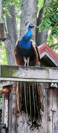 Male peacock sitting on 2nd floor porch railing