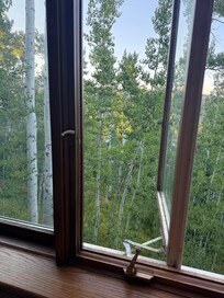 No screens on many windows