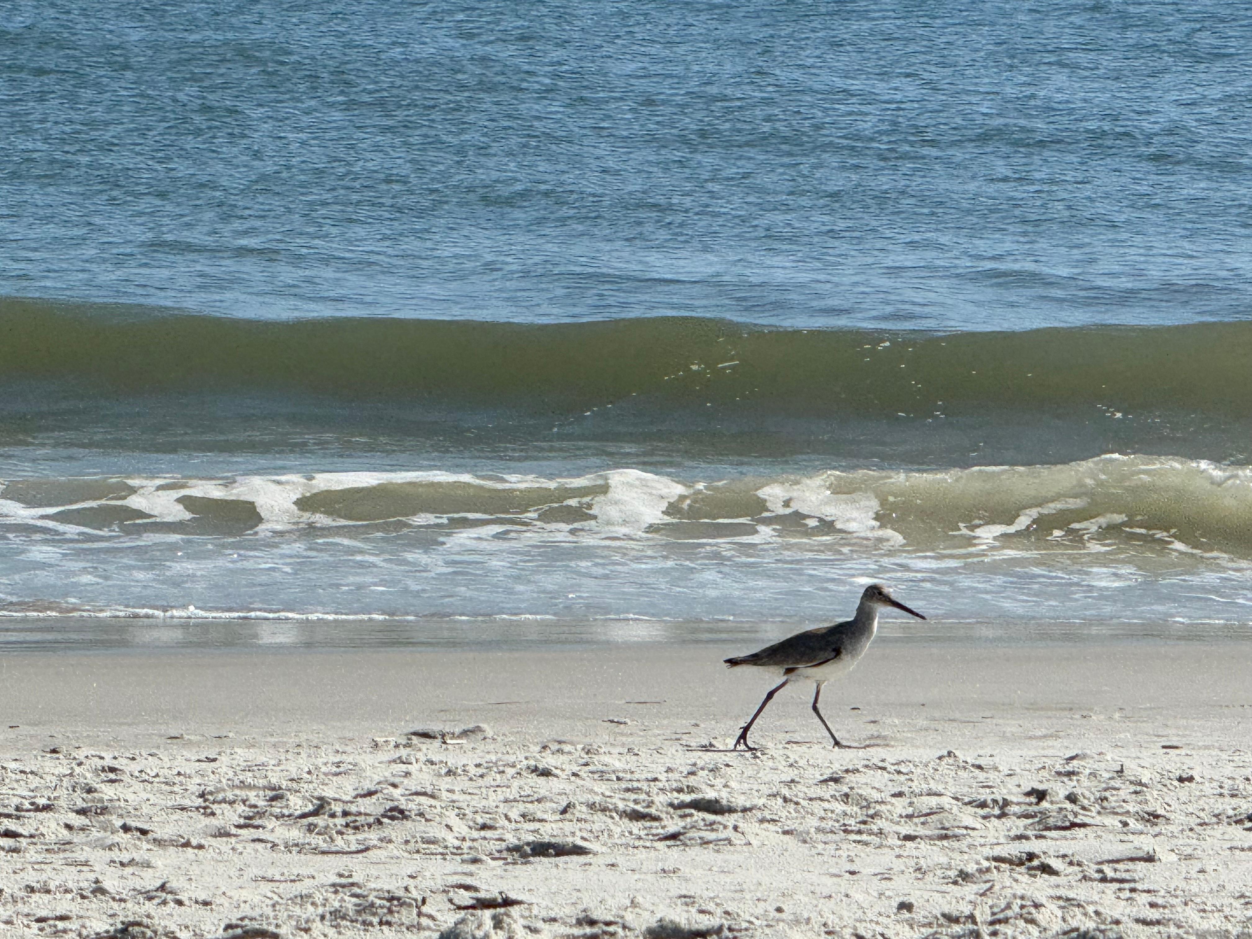 Wildlife was fun to watch, including dolphins and pelicans