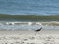 Wildlife was fun to watch, including dolphins and pelicans