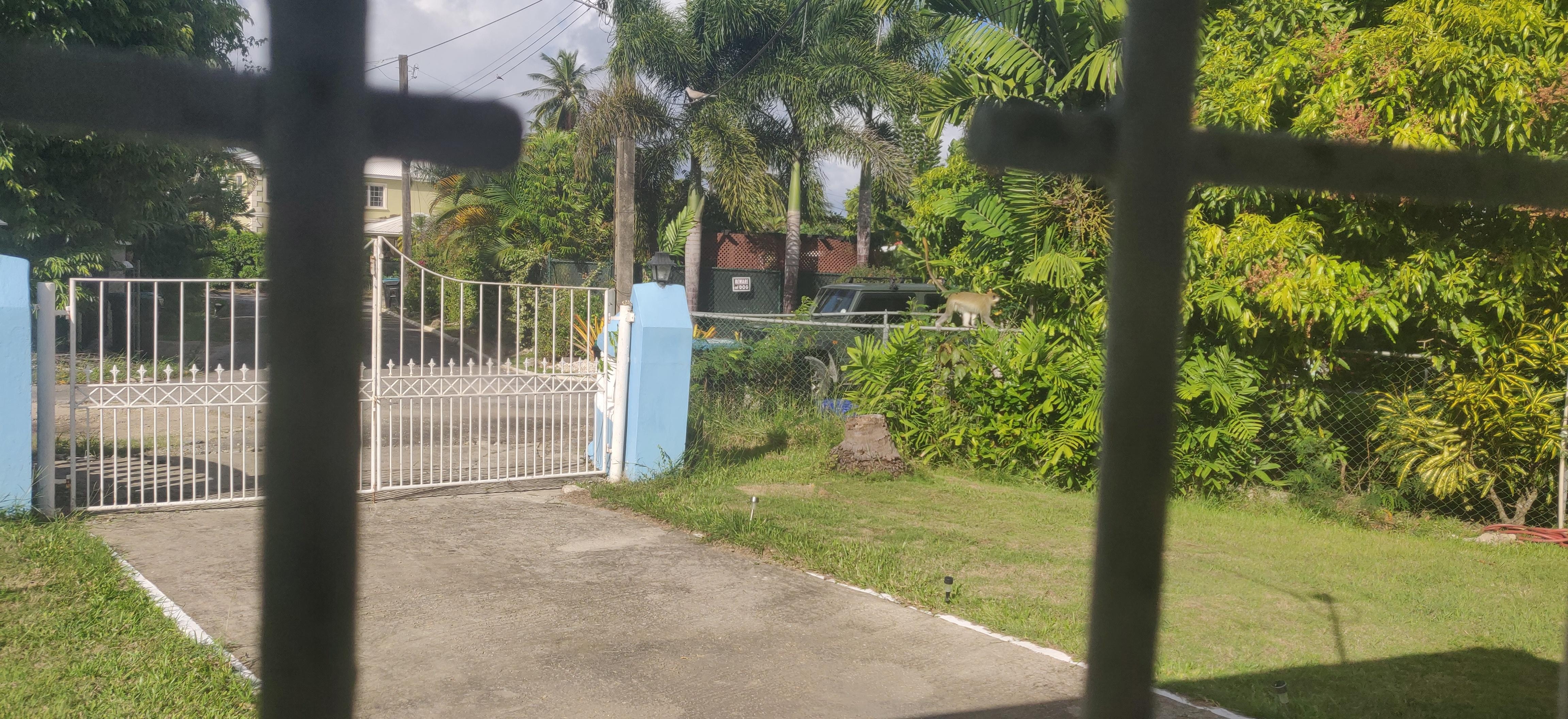 Notice the monkey walking along the fence! 