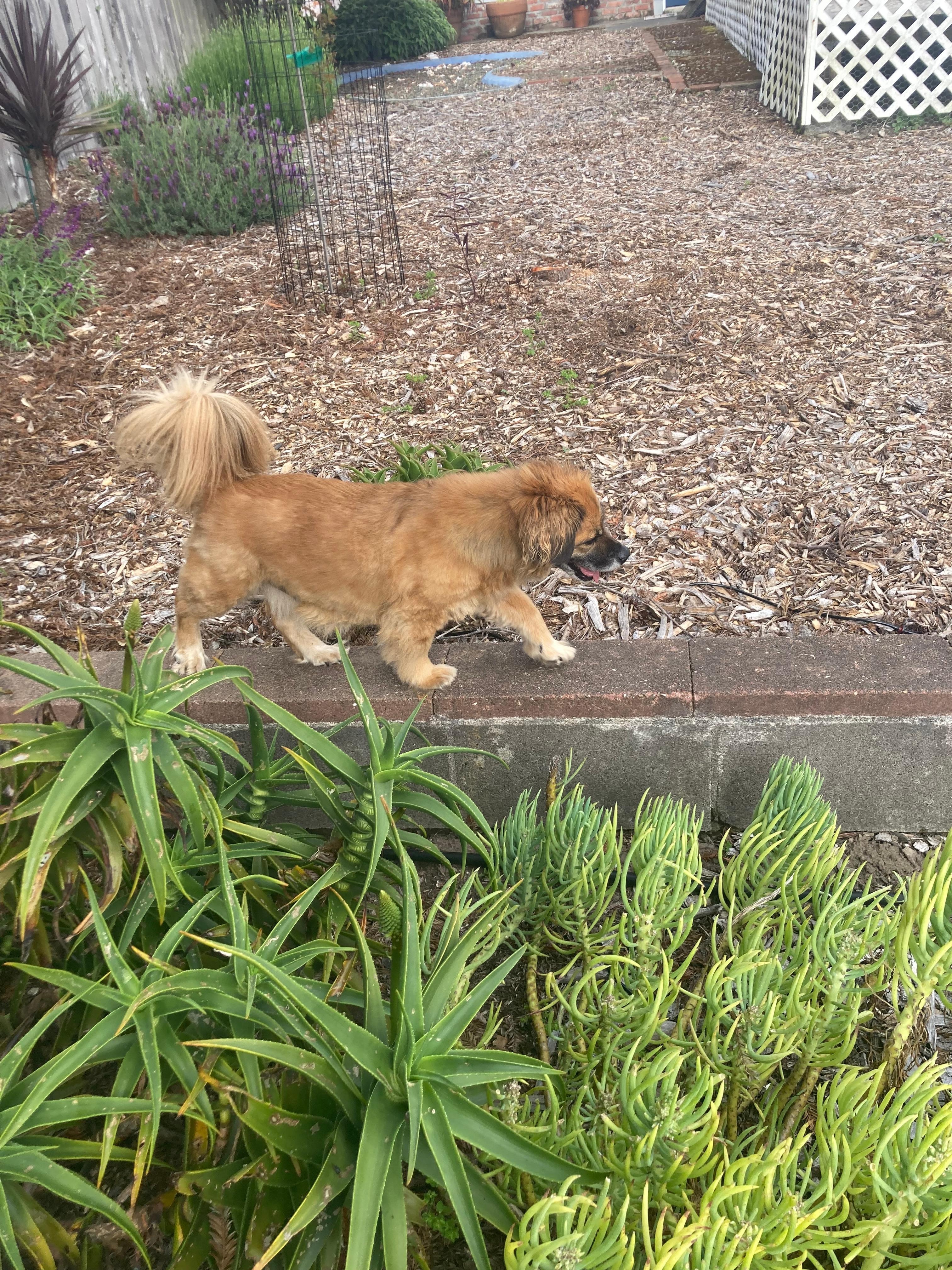Enjoying the garden