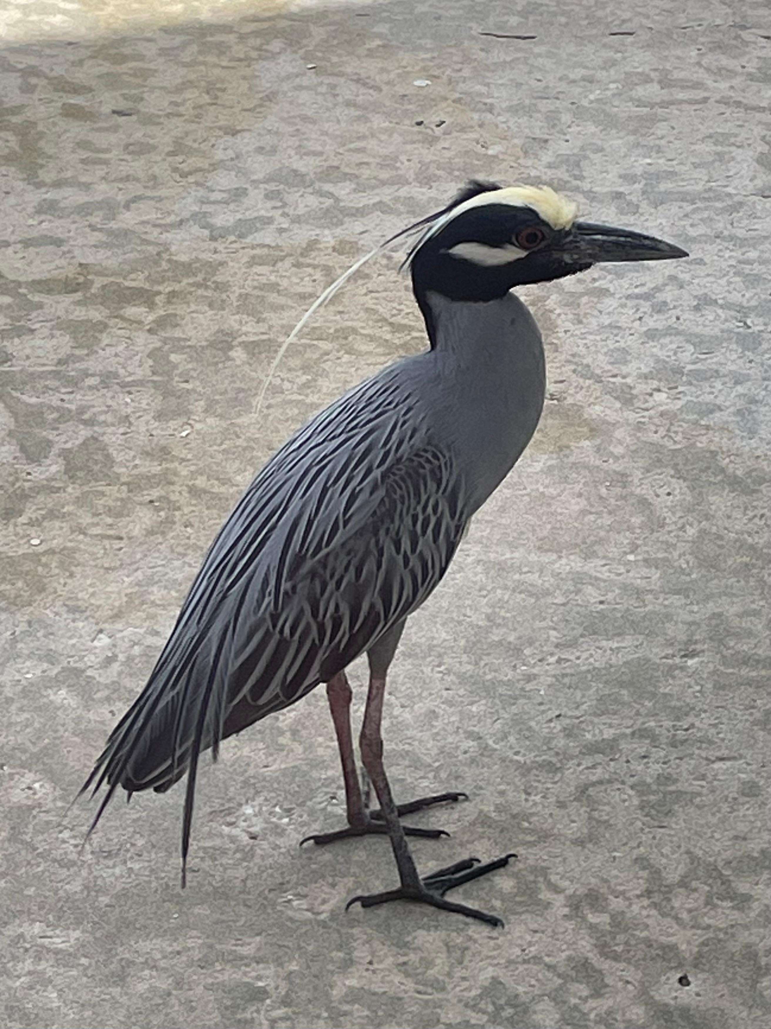 Daily hungry visitor.